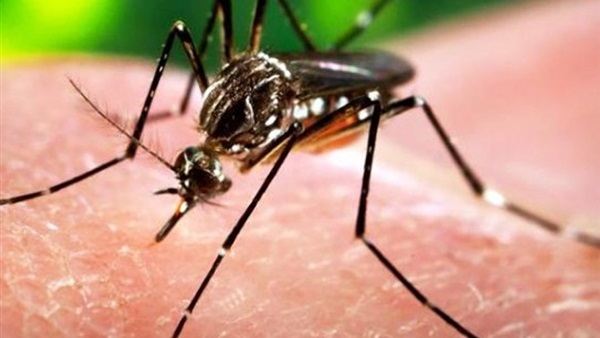 البرازيل تستعين بطائرات بدون طيار لمكافحة فيروس "زيكا"