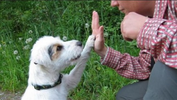 كيف تقرأ «الكلاب» مشاعر الإنسان ؟