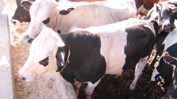 جمعية الأورمان توزع 6 عجول  فى قرى  بأسيوط 