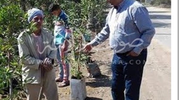 بالصور.. تشجير وتجميل قرية «المقاطع» بالمنوفية 