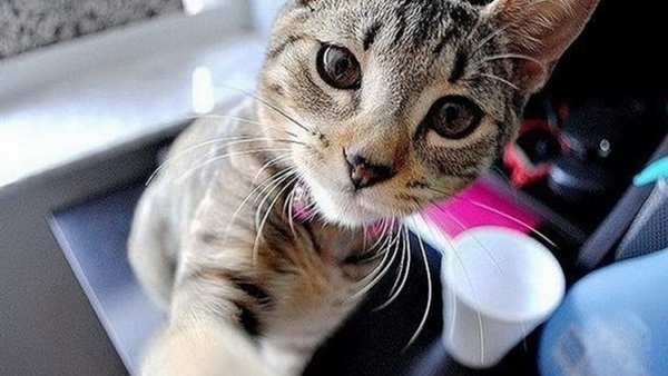 بالصور.. الحيوانات تلتقط «سيلفي» 