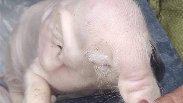 بالصور.. ولادة خنزير برأس فيل 