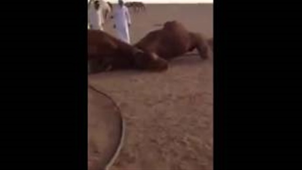 بالفيديو.. معركة شرسة بين جملين تنتهي بطريقة غريبة