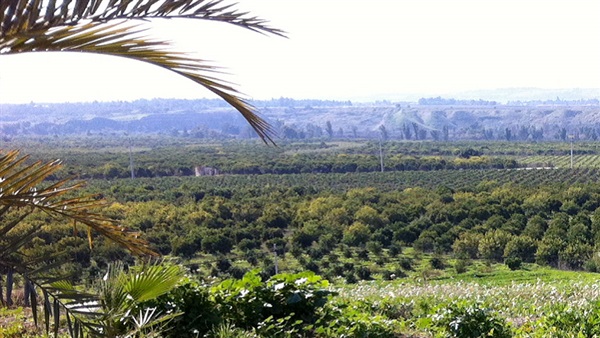 "فاو" تؤكد حرصها على تنمية قطاع الزراعة في الأراضي الفلسطينية