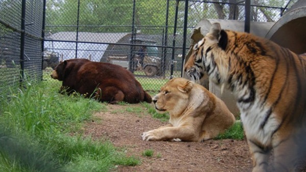 أسد..نمر.. ودب يعيشون صداقة أسطورية