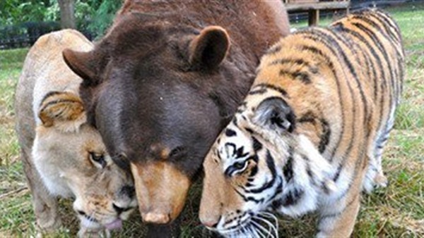 بالصور.. حيوانات مفترسة تعيش بسلام فى مزرعة واحدة 