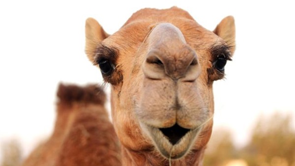 جمل سائب يتسبب فى مقتل 5 أشخاص 