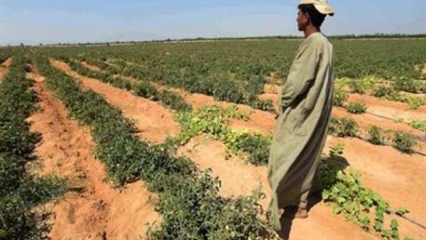 منظمة «الفاو»  تدعم مشروع المليون ونصففدان بالفرافرة 