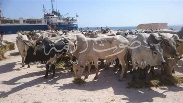 «بيطرى البحر الأحمر» يستعد للكشف على شحنة العجول بسفاجا
