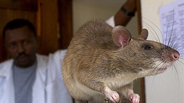 بالصور.. فأر بحجم كلب 