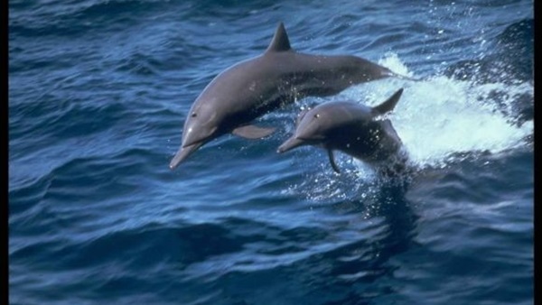 مطلوب دلافين لمهمة عسكرية 