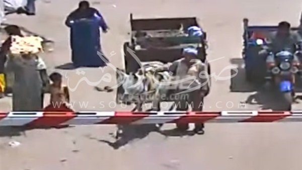 بالفيديو.. دهس حمار أسفل عجلات قطار بالقليوبية 
