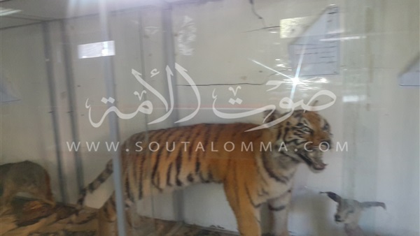 بالفيديو والصور.. حديقة حيوان المنصورة بلا حيوانات.. المبانى متهالكة والقمامة تملأها.. كلب بوليسي مكان الأسد لإلهاء الأطفال.. وتقرير: «الإدارة باعت ثلاثة نمور آسيوية نادرة بمبالغ زهيدة»