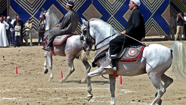 اليوم.. انطلاق مهرجان «الخيول العربية» بالبحيرة