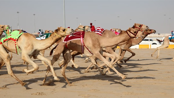 اليوم.. انطلاق فعاليات مهرجان الإسماعيلية لسباق الهجن