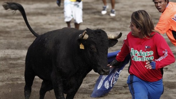 ثور مصارعة يفر من قفصه ويجرح ثلاثة أشخاص في المكسيك