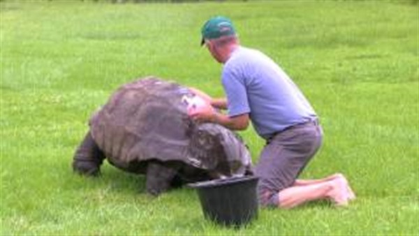 بالفيديو.. سلحفاة تبلغ 184 عاماً تستحم للمرة الأولى