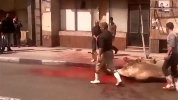 بالصور.. ذبح جمل بعد هروبه من جزارين في قصر العيني 