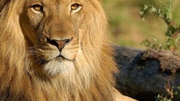 اكتشاف فصيلة أسود جديدة فى أثيوبيا