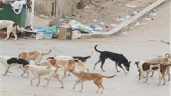إزالة 355 مخالفة إشغالات وإعدام 12 كلبًا ضال بالمنيا 