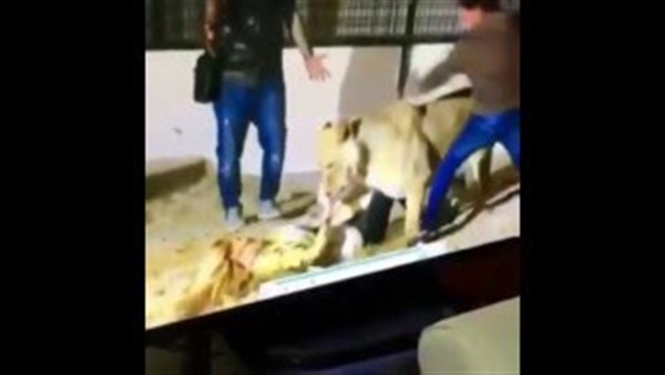 بالفيديو.. أسد يهاجم «دومينيك» ويسقطها أرضا