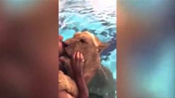 بالفيديو.. روماني يلعب مع أسد داخل مسبح