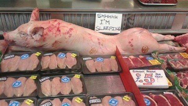 المانيا تشن حملة مناهضة للإسلام بسبب لحوم «الخنزير»