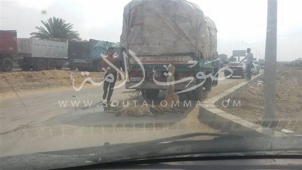 بالصور .. سيارة نقل تحمل «جثث كلاب» بالجيزة تثير الريبة