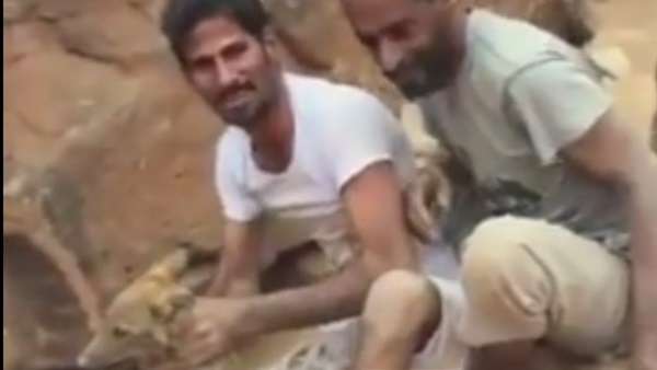 بالفيديو.. مجموعه شباب يصطادون  ذئابا من داخل مغارة بالسعودية