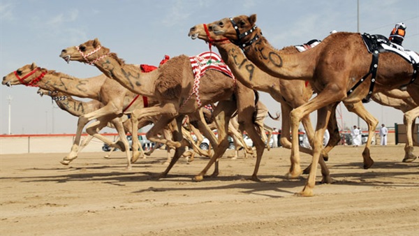 إماراتي يشجع بطريقة هستيرية لسباق «الهجن»