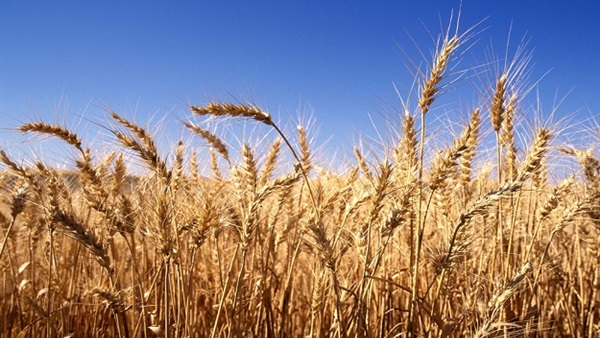 «التعاوني الزراعي» يقدم توصيات لحل مشاكل تسويق القمح 