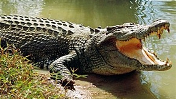 فتاة تربى تمساحا فى منزلها لمدة 60 عاما