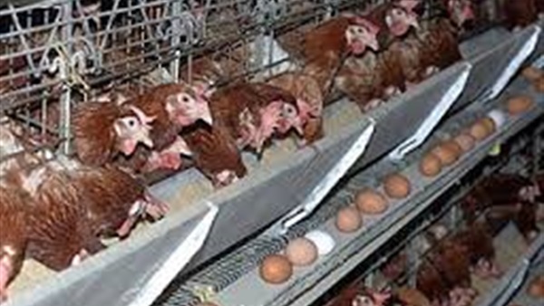 لبنان يعدم آلاف الدواجن بعد تفشي أنفلونزا الطيور