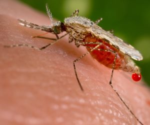 في اليوم العالمي للملاريا.. الصحة: مصر خالية من الوباء منذ التسعينات