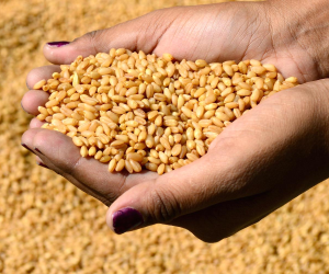 الحكومة السورية ترفع أسعار القمح
