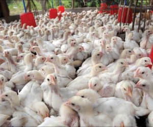 الصين تقرر تطعيم الدواجن ضد إنفلونزا الطيور