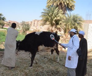 بيطري كفر الشيخ: تحصين الماشية ضد الحمى القلاعية انتهى بالقرى والمراكز