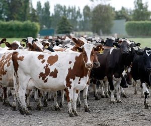 تحصين 33 ألف رأس ماشية وأغنام ضد التهاب الجدري في الدقهلية 