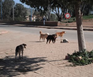 الخدمات البيطرية: مصر الدولة الوحيدة المنتشر بها كلاب الشوارع.. 370 ألف حالة عقر سنويا .. والبحيرة الأولى 