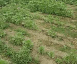 مكافحة المخدرات تواصل إبادة مزارع البانجو في جنوب سيناء‎
