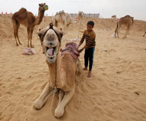 مهرجان شرم الشيخ لسباقات الهجن.. أول سباق من نوعه على أرض مصرية بمواصفات عالمية