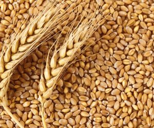 الحكومة تبدأ اليوم استلام القمح من المزارعين