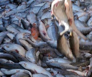 هل فرض رسوم 100% على تصدير الأسماك يخفض أسعارها بالأسواق؟ (تقرير)