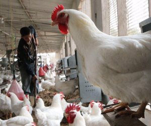 تحاليل فرنسية بسبب منع الحظر لتصدير الدواجن بسبب أنفلونزا الطيور 