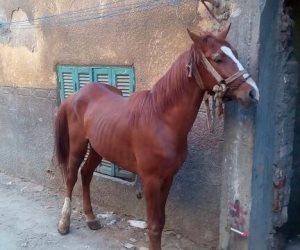 بعد رفض المستشفى علاجه.. «عربجي» ينقذ حصانه بجراحة عاجلة أجراها بنفسه