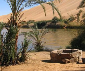 «الفاو» تختتم البرنامج التدريبي الأول لمنتجي التمور في الواحات البحرية