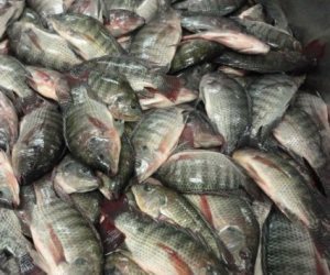 ننشر أسعار الأسماك في معرض «أهلا رمضان» بمدينة نصر