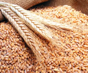 تجار: أقل عرض بمناقصة القمح 192.29 دولار للطن من روسيا