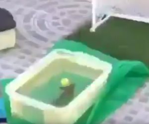 شاهد.. هوس كرة القدم يصل إلى الأسماك في البرازيل