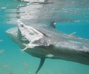 طوارئ بالبيئة لإنقاذ سمكة قرش نادرة على ساحل مدينة نويبع (صور)